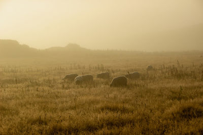 Sheep in foggy green meadow in the scotland under the fog
