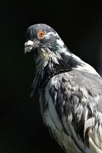 Close-up of eagle against black background