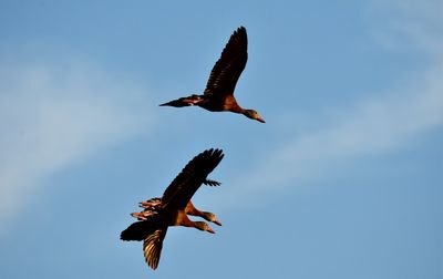 Low angle view of eagle flying against clear sky