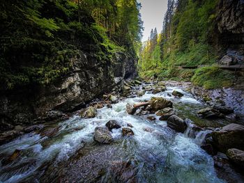 Stream flowing through rocks in forest