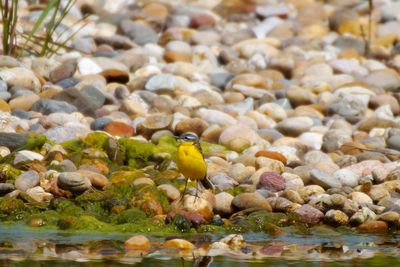 Birds perching on a lake