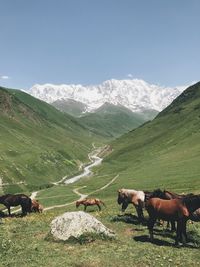 Horses in a farm