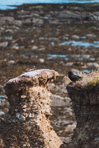 Close-up of lizard on rock