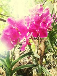 Close-up of pink flowering plant