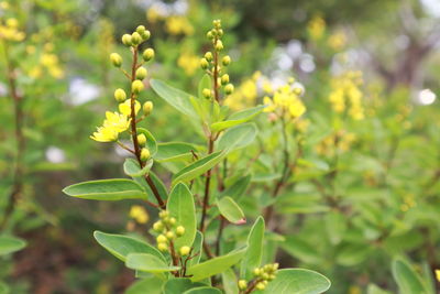 Close-up of flowering plant leaves