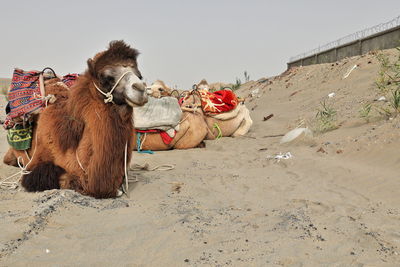 View of a horse on the beach