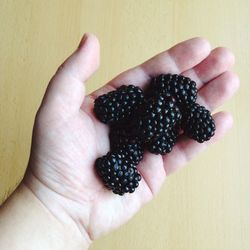 Cropped hand holding blackberries