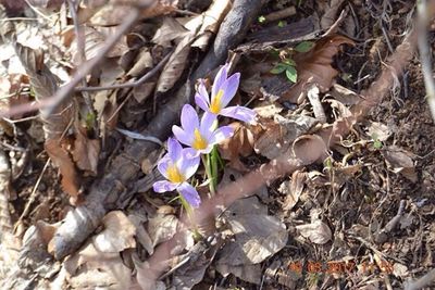 High angle view of crocus on plants