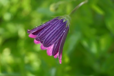 Close-up of purple flower blooming outdoors