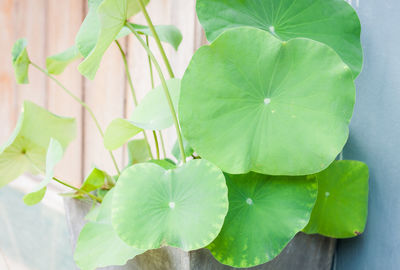 Close-up of fresh green plant