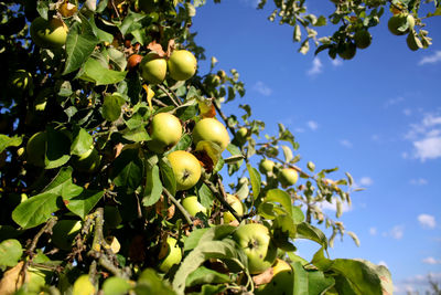 Low angle view of fruits growing on tree