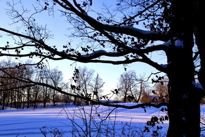 Bare tree against sky