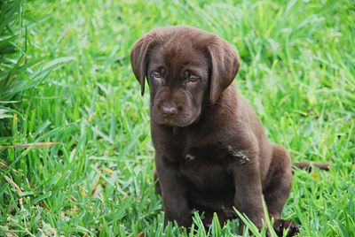 Portrait of dog lying on grass