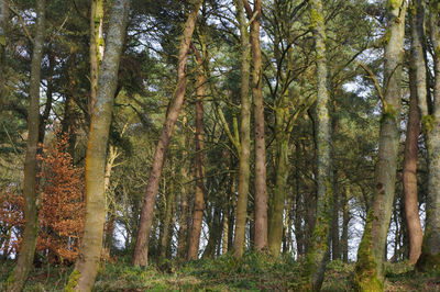 Low angle view of trees in forest