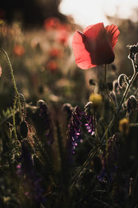 Close-up of pink flowering plant