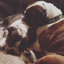 Dog sleeping on tiled floor