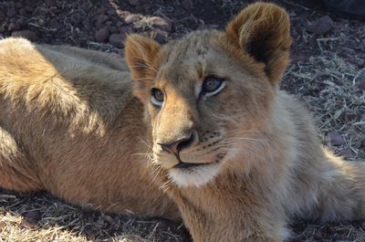 Close-up portrait of cat lying