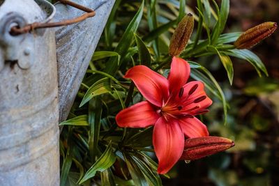 Close-up of red flower