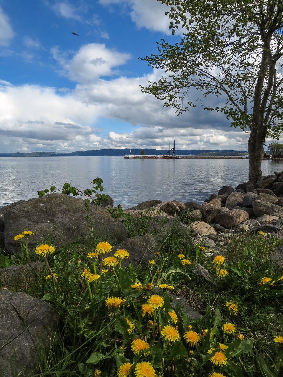 sky, flower, water, tranquil scene, beauty in nature, scenics, cloud - sky, tranquility, nature, plant, growth, cloudy, cloud, lake, yellow, sea, tree, idyllic, river, landscape