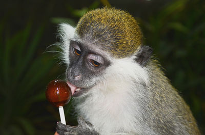 Close-up of monkey eating lollipop