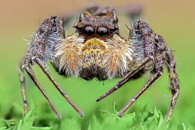 Close-up of spider on plant