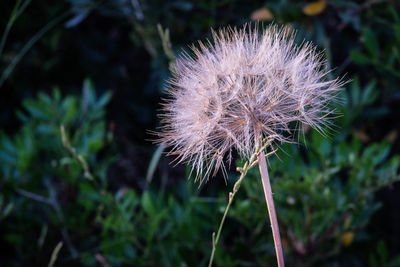 Close-up of dandelion flower