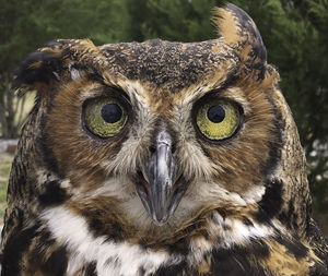 Close-up of owl