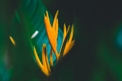 Close-up of orange flower against blurred background