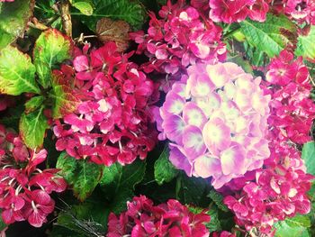 Close-up of pink flowers blooming in garden