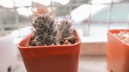 Close-up of potted plant on table