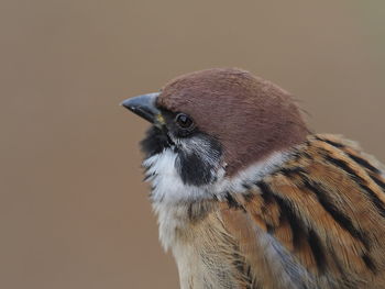 Close-up of a bird