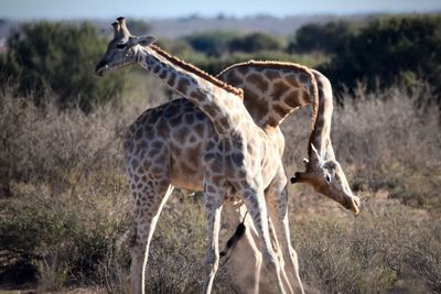 Giraffe in a field