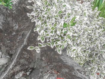 High angle view of lizard on tree trunk