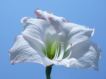 Close-up of white rose against clear sky