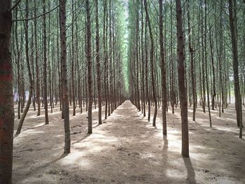 Trees in forest against sky