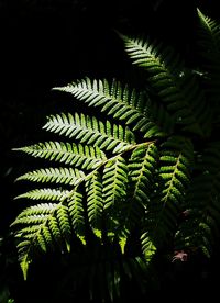 Close-up of fern leaves