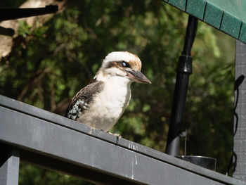 Close-up of bird perching on railing