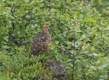 Bird perching on tree trunk