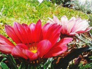 Close-up of red flowers blooming outdoors