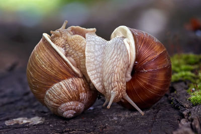 Snails like a wrestler