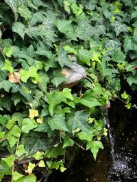 High angle view of leaves in water