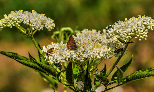 Close-up of butterfly pollinating on flower