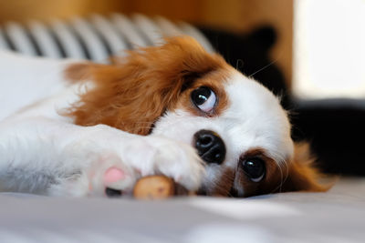 Close-up portrait of dog relaxing on bed at home