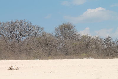 View of bare trees on sand