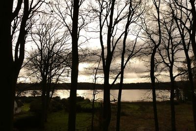 Bare trees in forest against sky