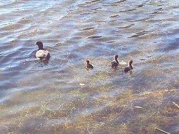 View of birds in water