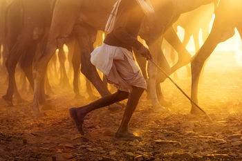Low section of man walking with camels on field