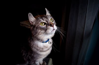 Close-up of cat looking up in darkroom at home