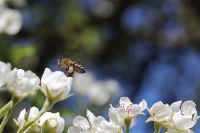 Close-up of bee pollinating flower