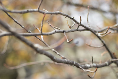 Close-up of tree branch